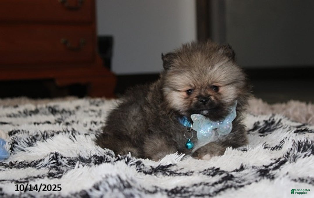 Pomeranian dogs for sale: Major - Ad 25