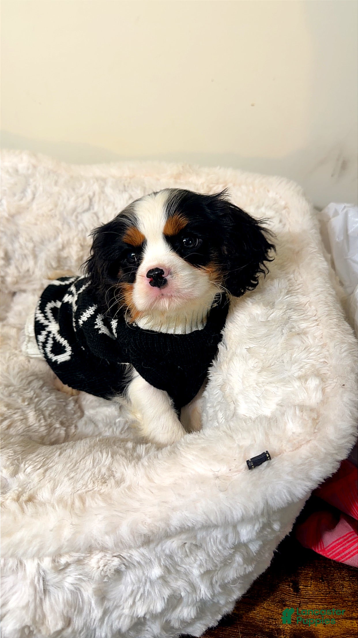 Cavalier King Charles Spaniel dogs Biscuit - Ad 25