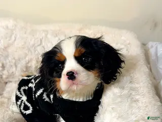 Cavalier King Charles Spaniel dogs Biscuit - Ad 25