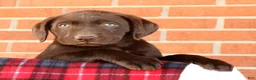 Labrador Retriever dogs for sale: Rily - Ad 7