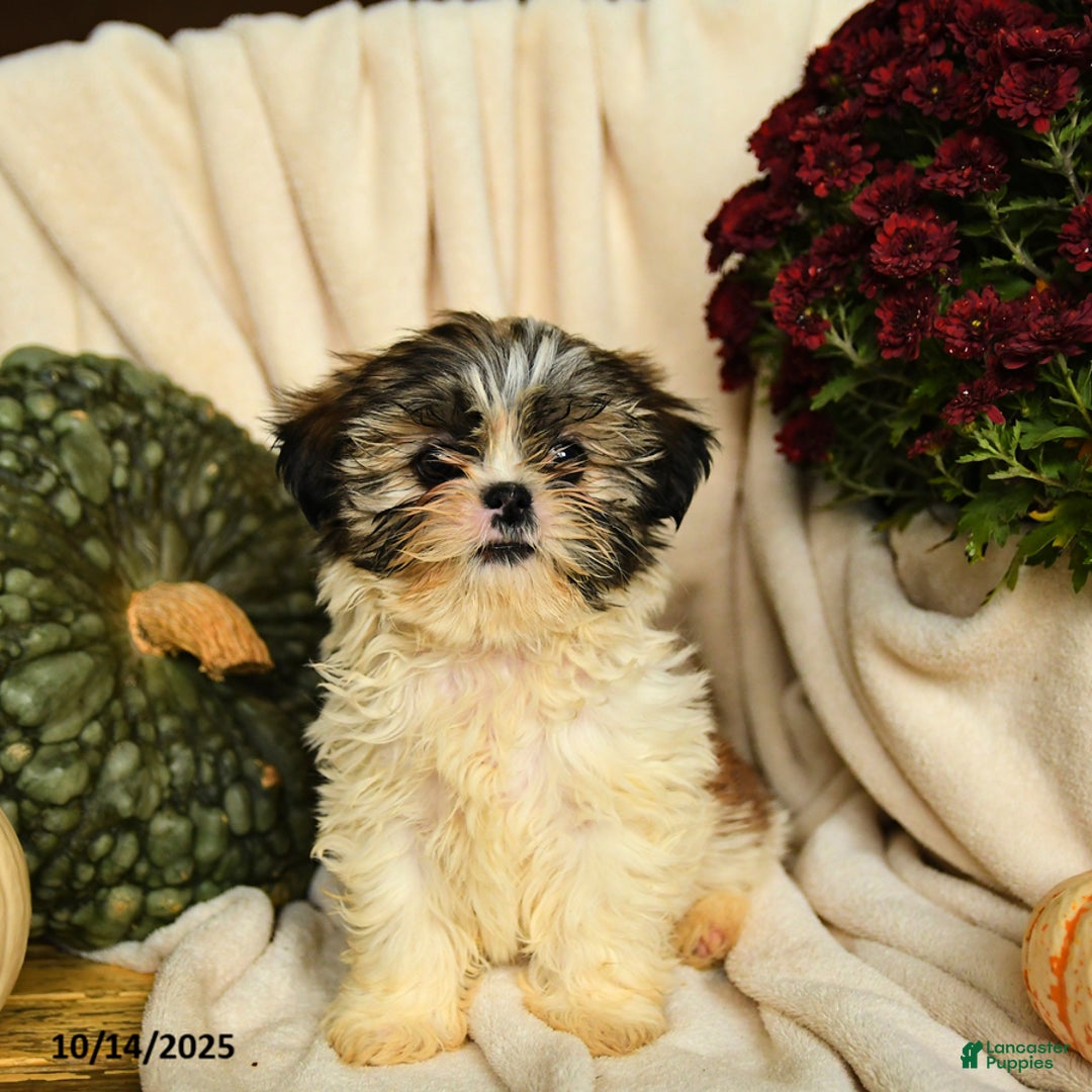 Shihpoo dogs for sale: Callie - Ad 1