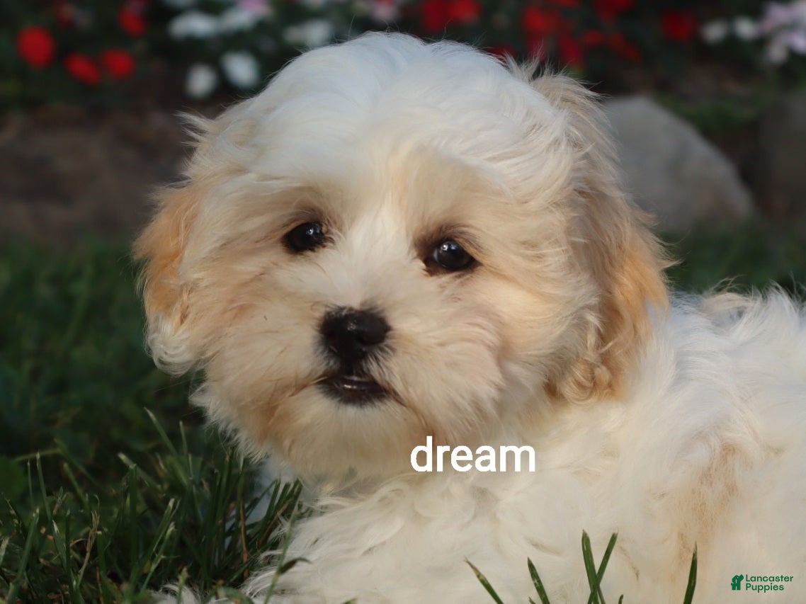 Shihpoo dogs Kamry - Ad 2