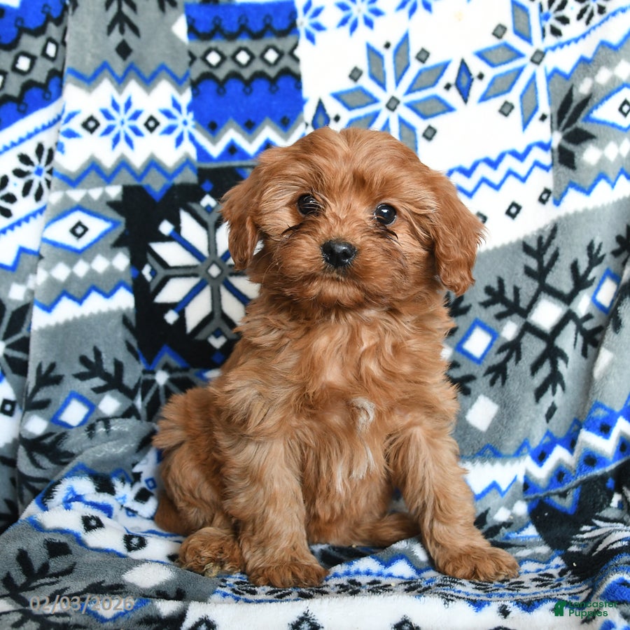 Cavapoo dogs Snuggles   - Ad 11