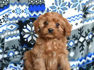 Cavapoo dogs Snuggles - Ad 11