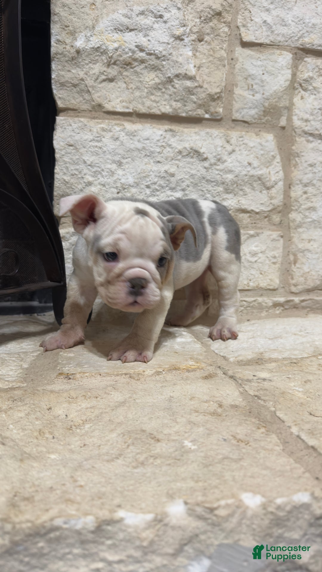 English Bulldog dogs for sale: Sweetie Pie - Ad 4