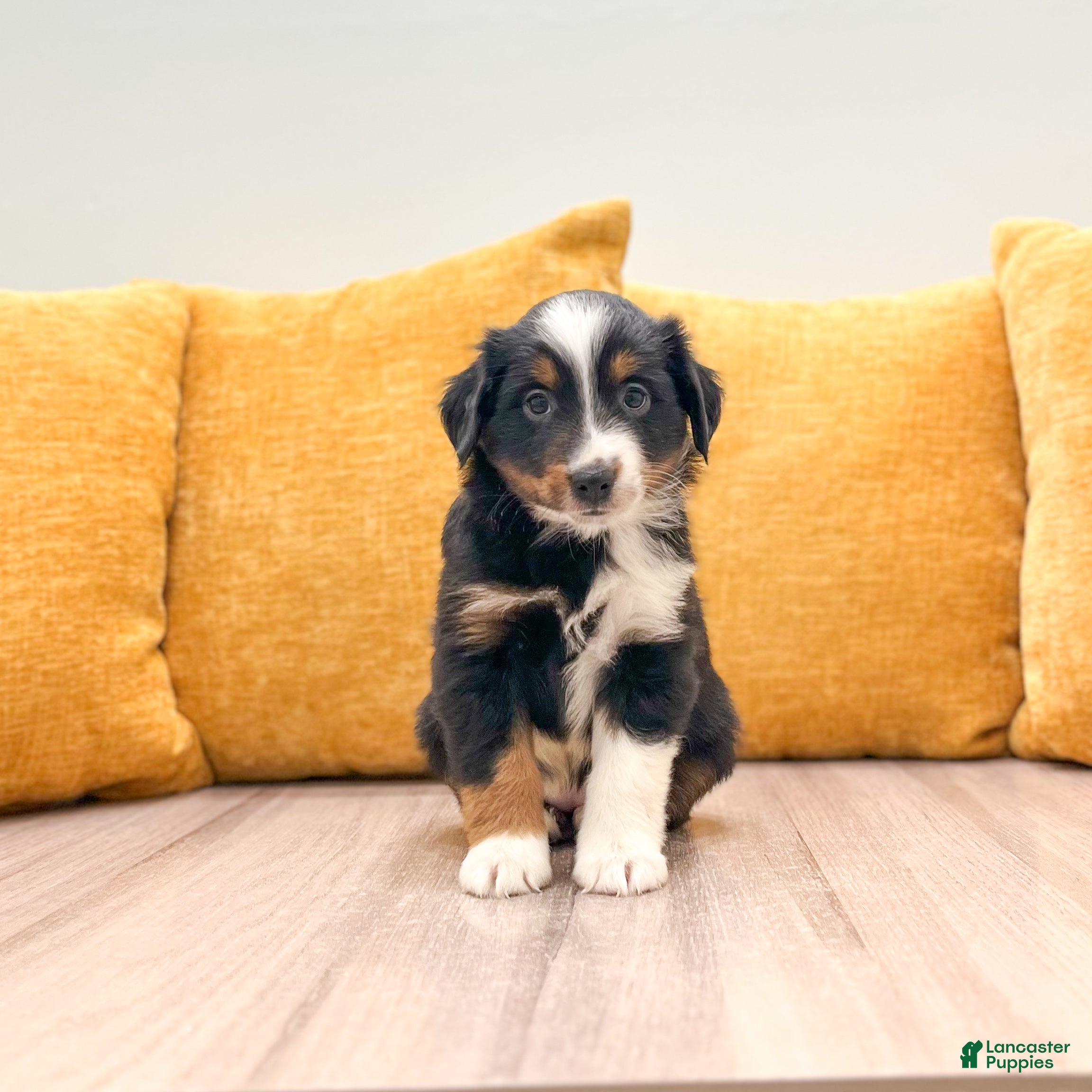 Miniature Australian Shepherd dogs Dawn - Ad 1