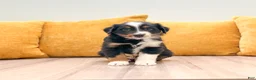 Miniature Australian Shepherd dogs for sale: Dawn - Ad 1