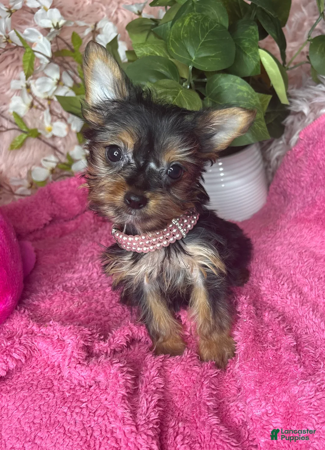 Yorkshire Terrier dogs for sale: Cherry - Ad 6