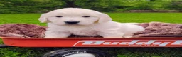 Golden Retriever dogs for sale: Molly - Ad 3