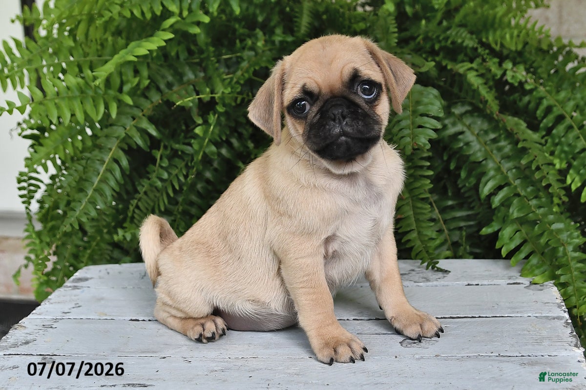 Pug dogs Edison - Ad 1