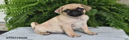 Pug dogs for sale: Edison - Ad 1