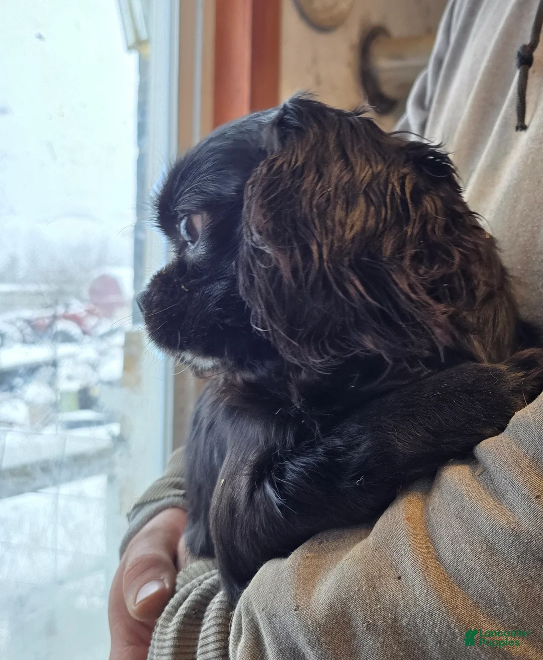 Cavalier King Charles Spaniel dogs for sale: Cole - Ad 2