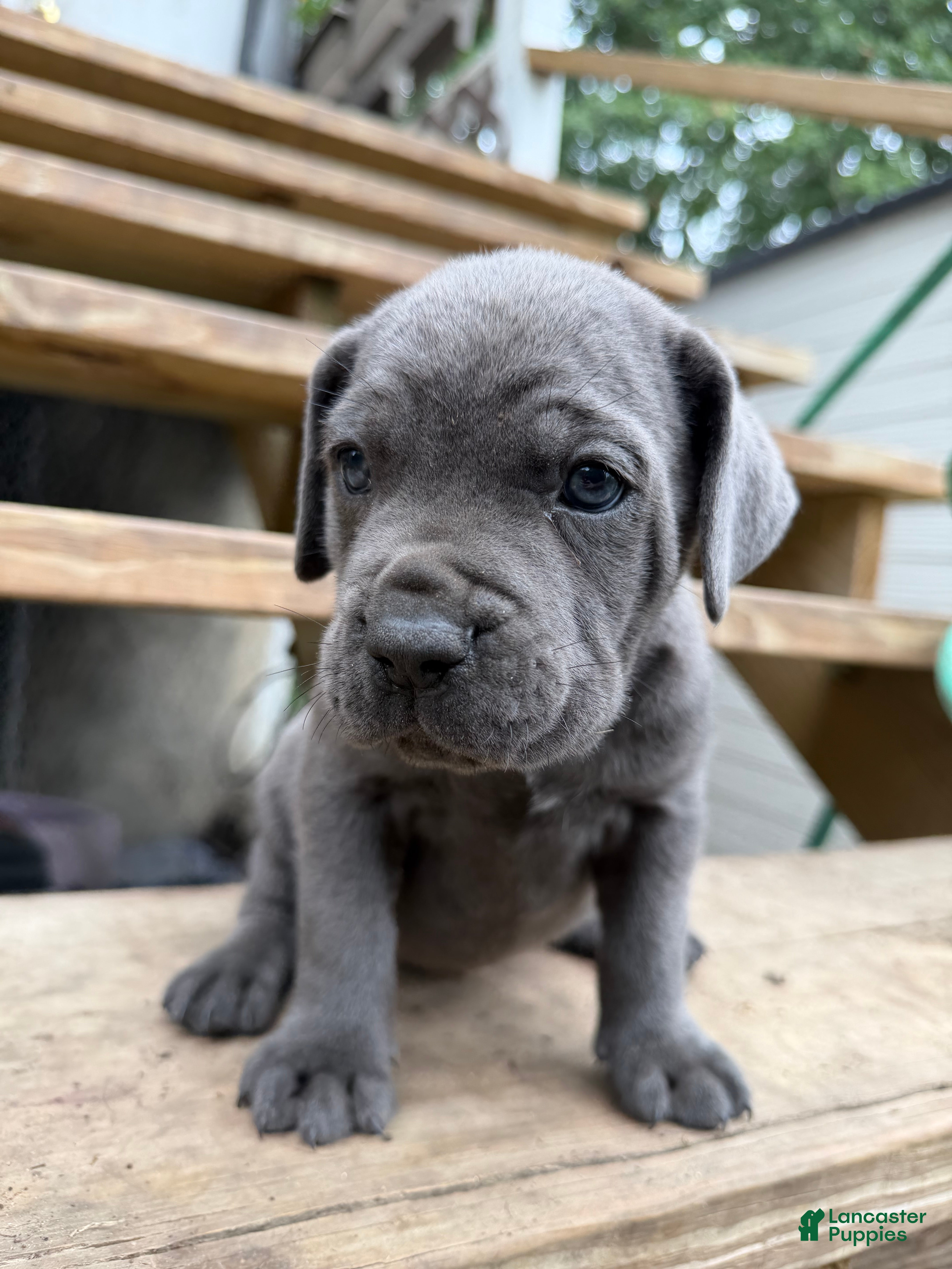 Cane Corso dogs Boy 4 - Ad 1