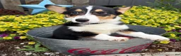 Welsh Corgi Pembroke dogs for sale: Gunner - Ad 4