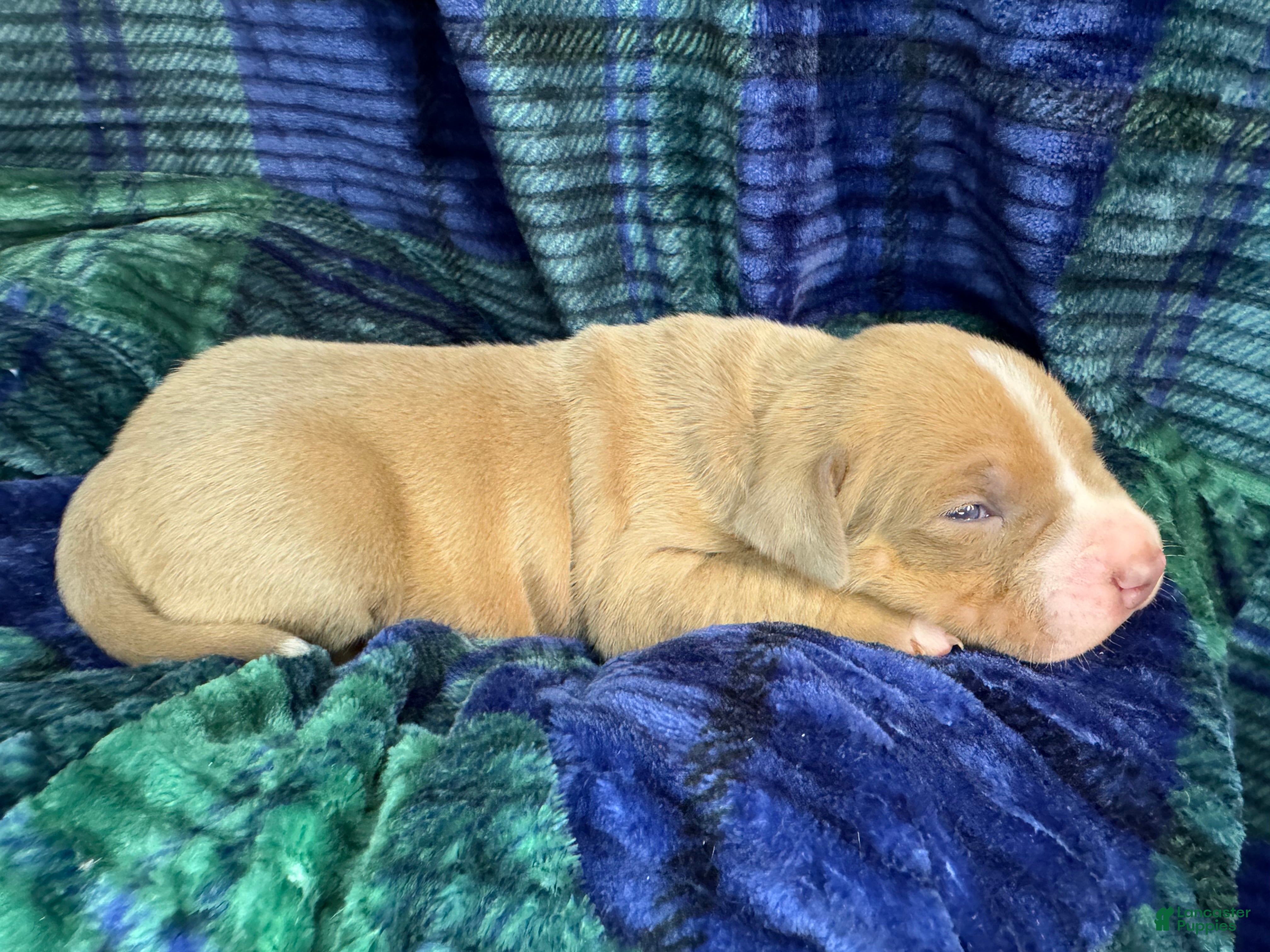 American Bully dogs American Bully Puppy 7 - Ad 1