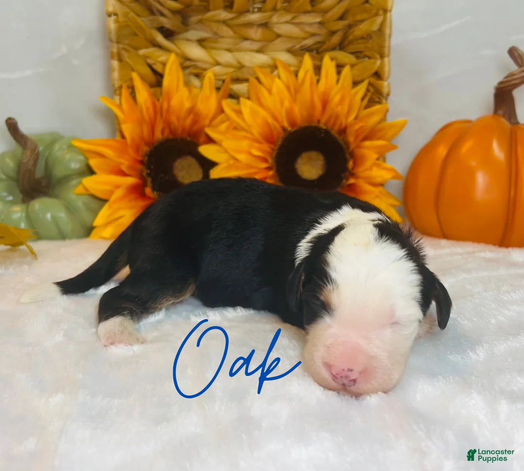 Mini Bernedoodle dogs for sale: Oak - Ad 2