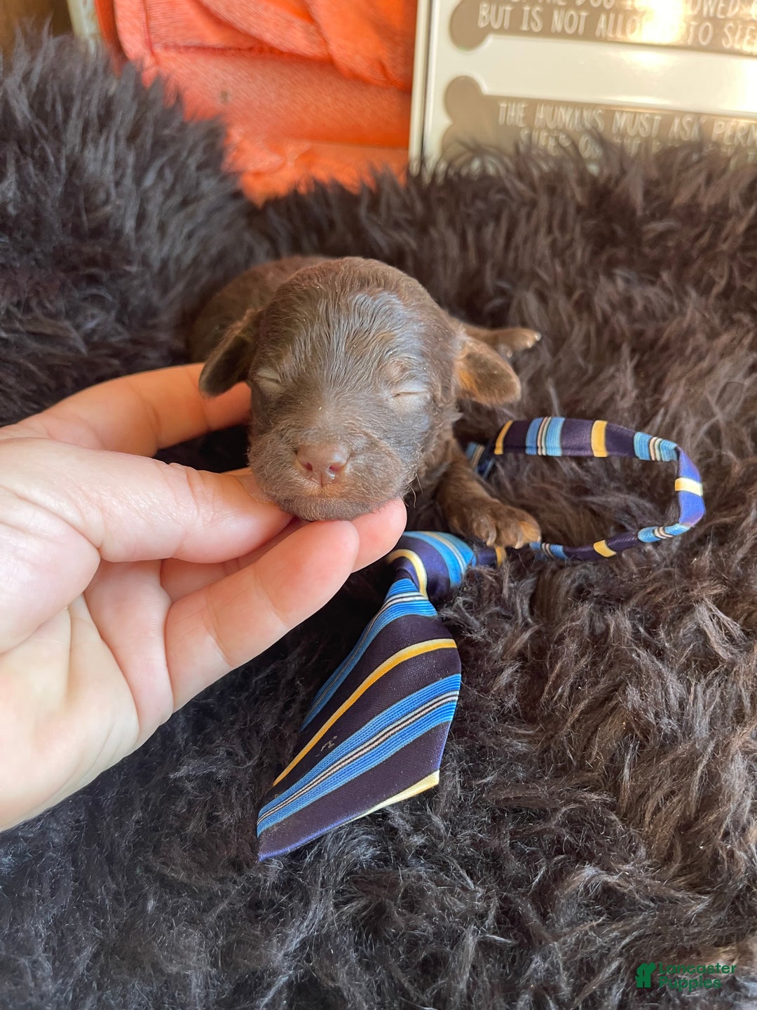 Miniature Poodle dogs for sale: Akc Clear Chocolate Phantom Boy 2 - Ad 15