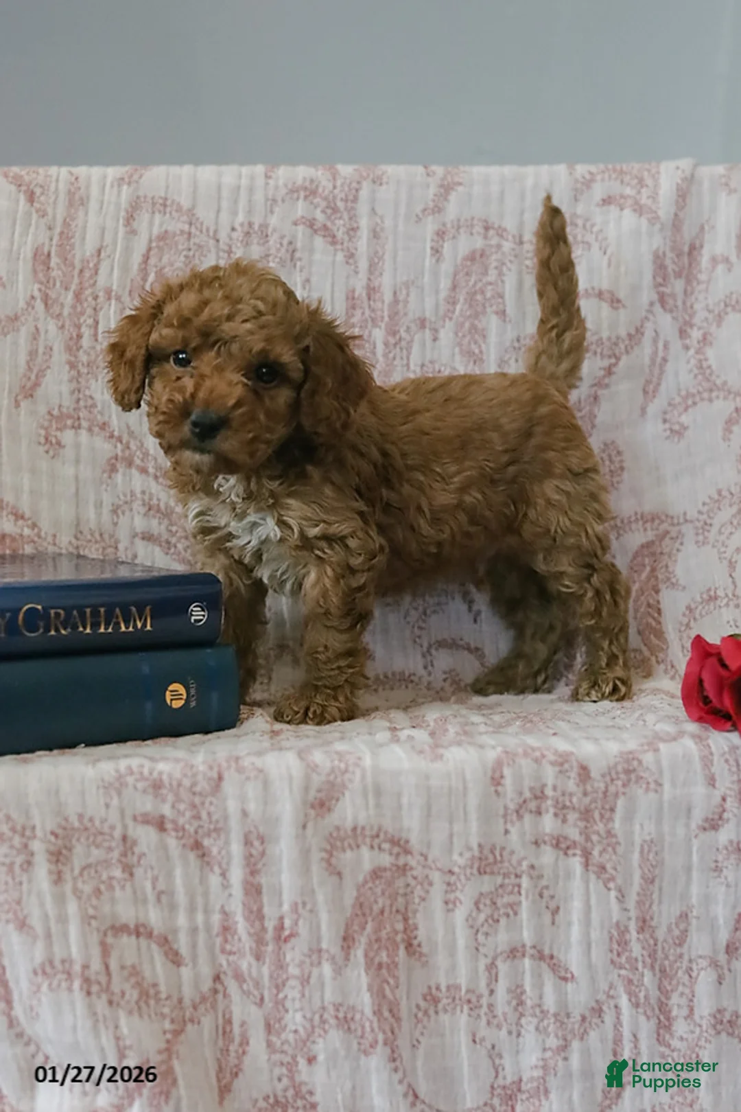 Cockapoo dogs for sale: Joey - Ad 4