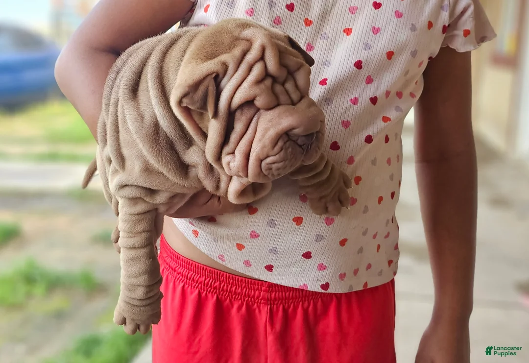 Shar Pei dogs for sale: Shar Pei Puppy 1 - Ad 2
