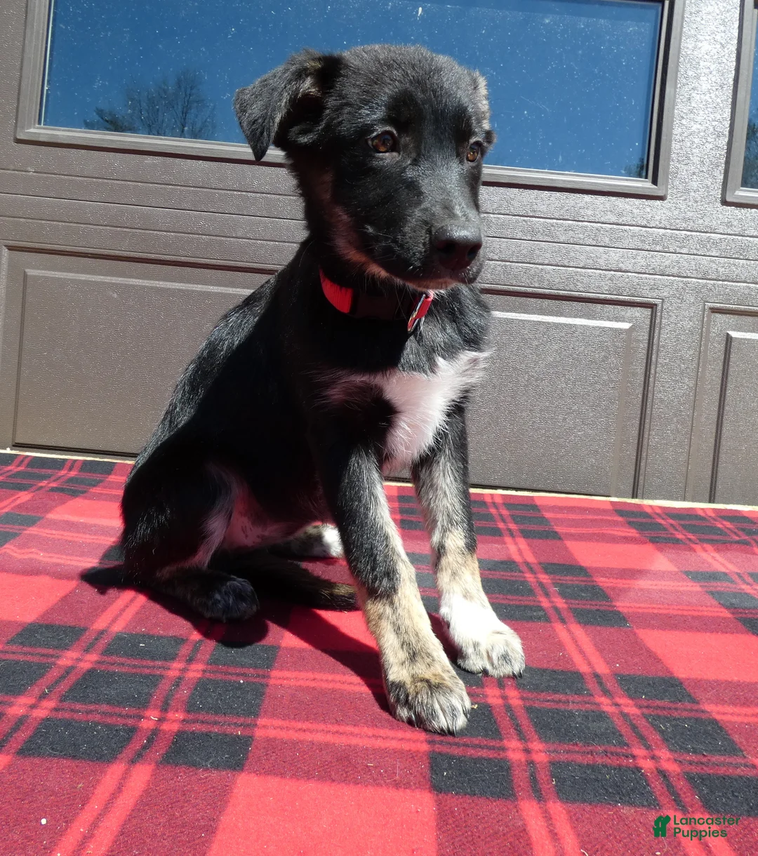 Mixed Breed dogs for sale: Australian Shepherd Puppy 3 Misty - Ad 2