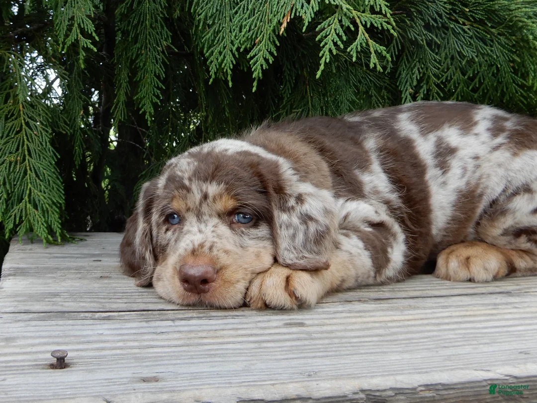 Labradoodle dogs for sale: Bitsy - Ad 2
