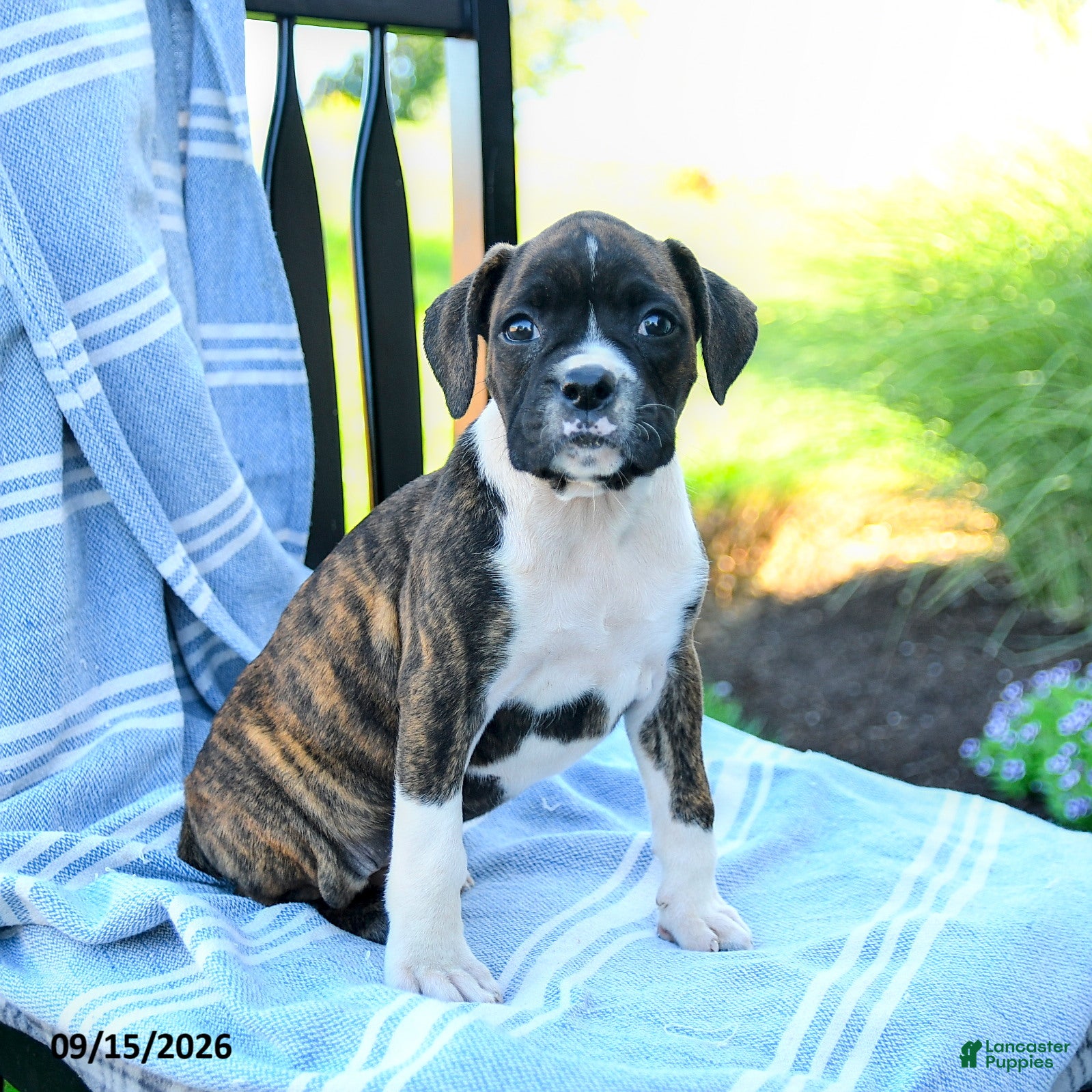 Boxer dogs Ophelia  - Ad 1