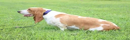 Basset Hound dogs for sale: Basset Hound Puppy 1 - Ad 3