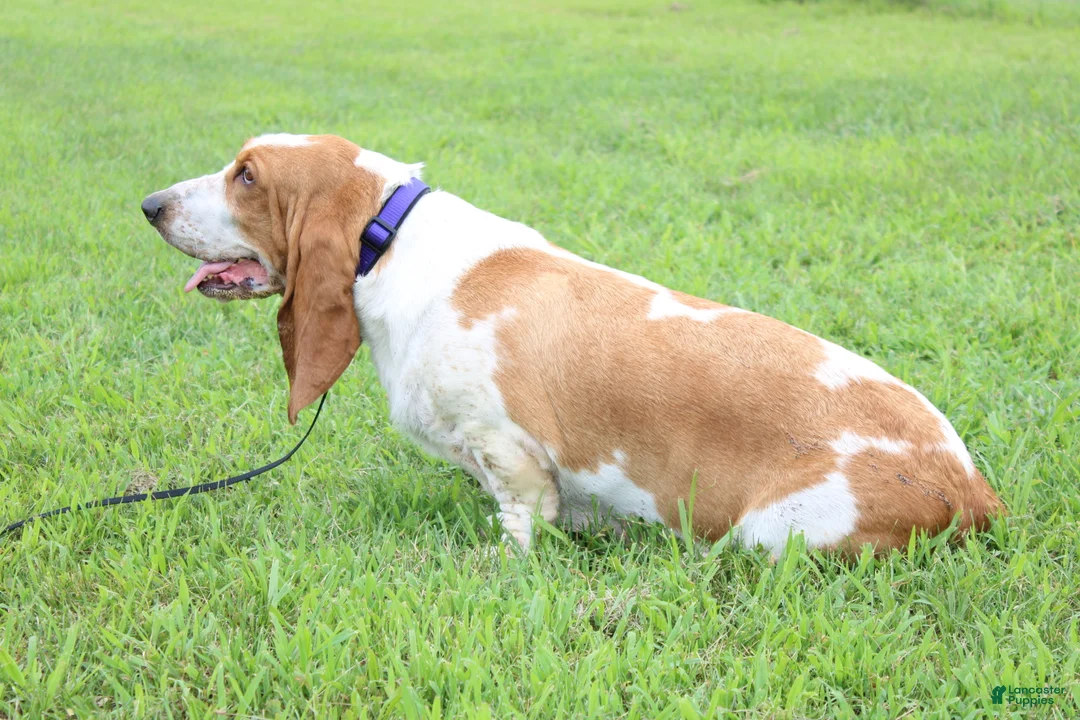 Basset Hound dogs for sale: Basset Hound Puppy 1 - Ad 3