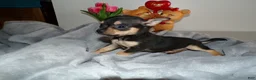 Chihuahua dogs for sale: Chihuahua Puppy 1 Lincoln - Ad 2