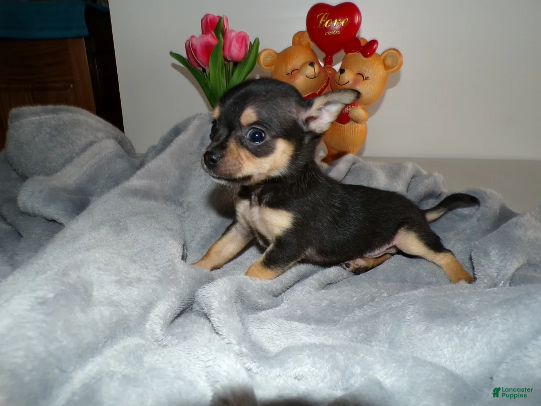 Chihuahua dogs for sale: Chihuahua Puppy 1 Lincoln - Ad 2