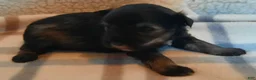 Miniature Schnauzer dogs for sale: Girl 3 - Ad 13