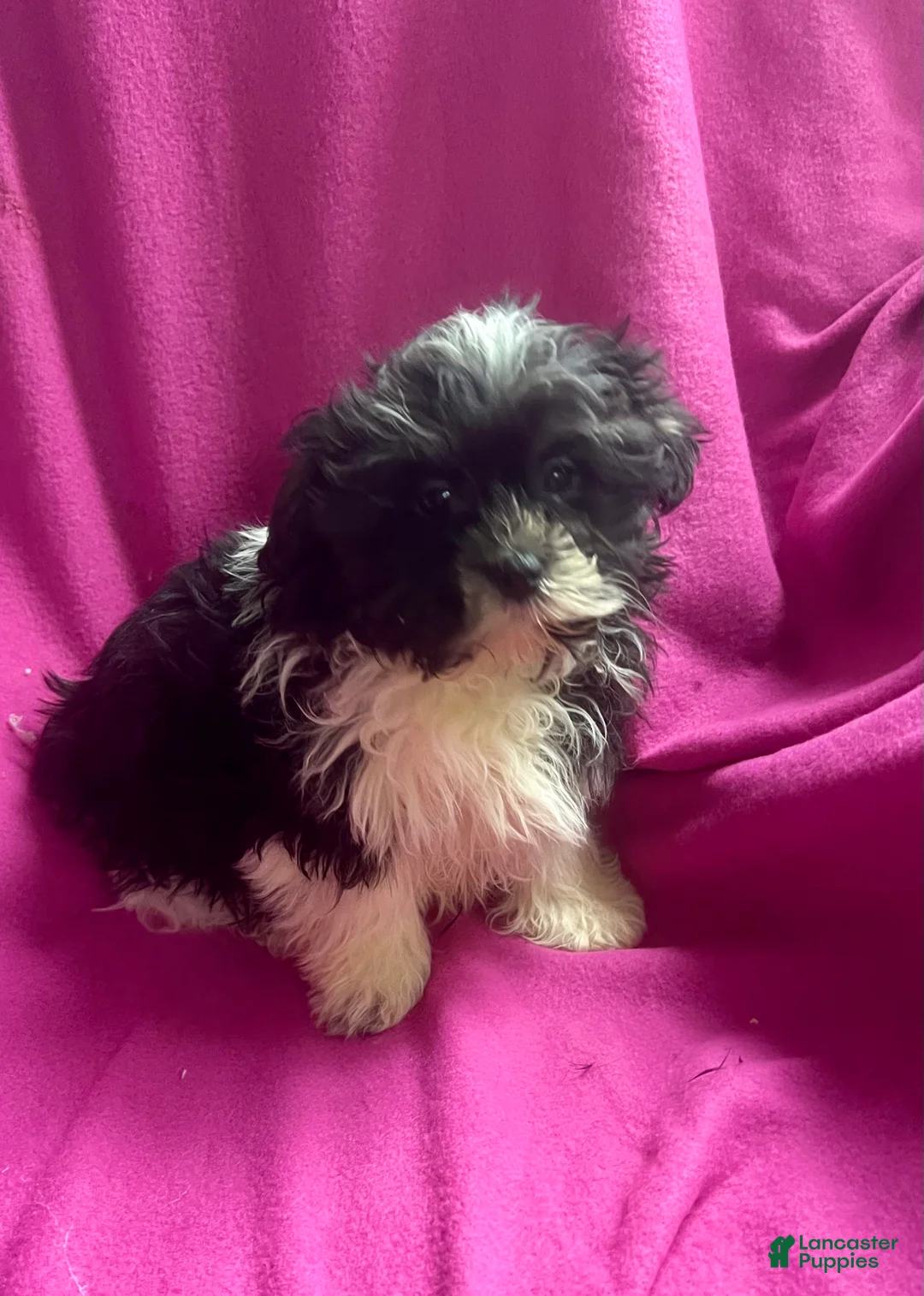Shih Tzu dogs for sale: Trudy - Ad 5