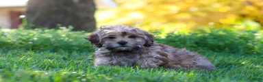 Teddy