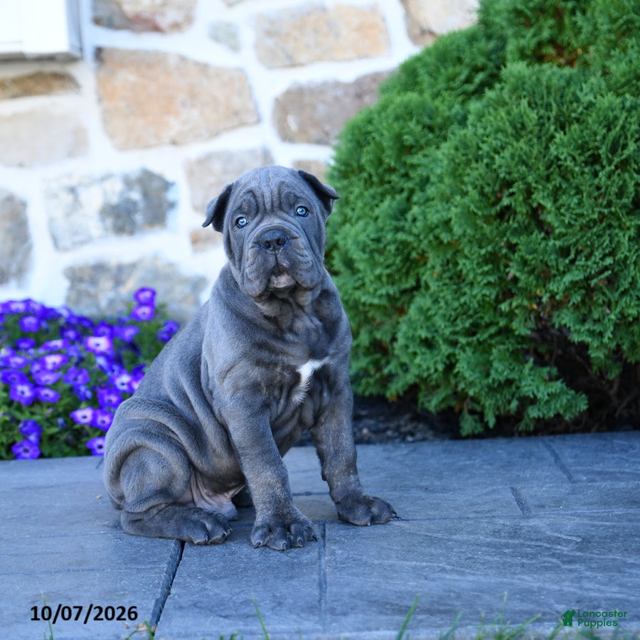 Cane Corso dogs Buddy - Ad 2