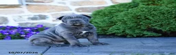 Cane Corso dogs for sale: Buddy - Ad 2