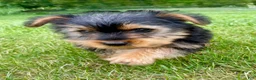 Yorkshire Terrier dogs for sale: Yorkshire Terrier 1 - Ad 2