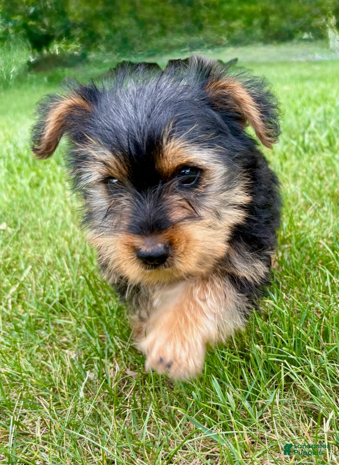 Yorkshire Terrier dogs for sale: Yorkshire Terrier 1 - Ad 2