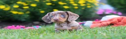 Miniature Dachshund dogs for sale: Precious - Ad 5