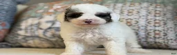 Miniature Poodle dogs for sale: Bowie  - Ad 8