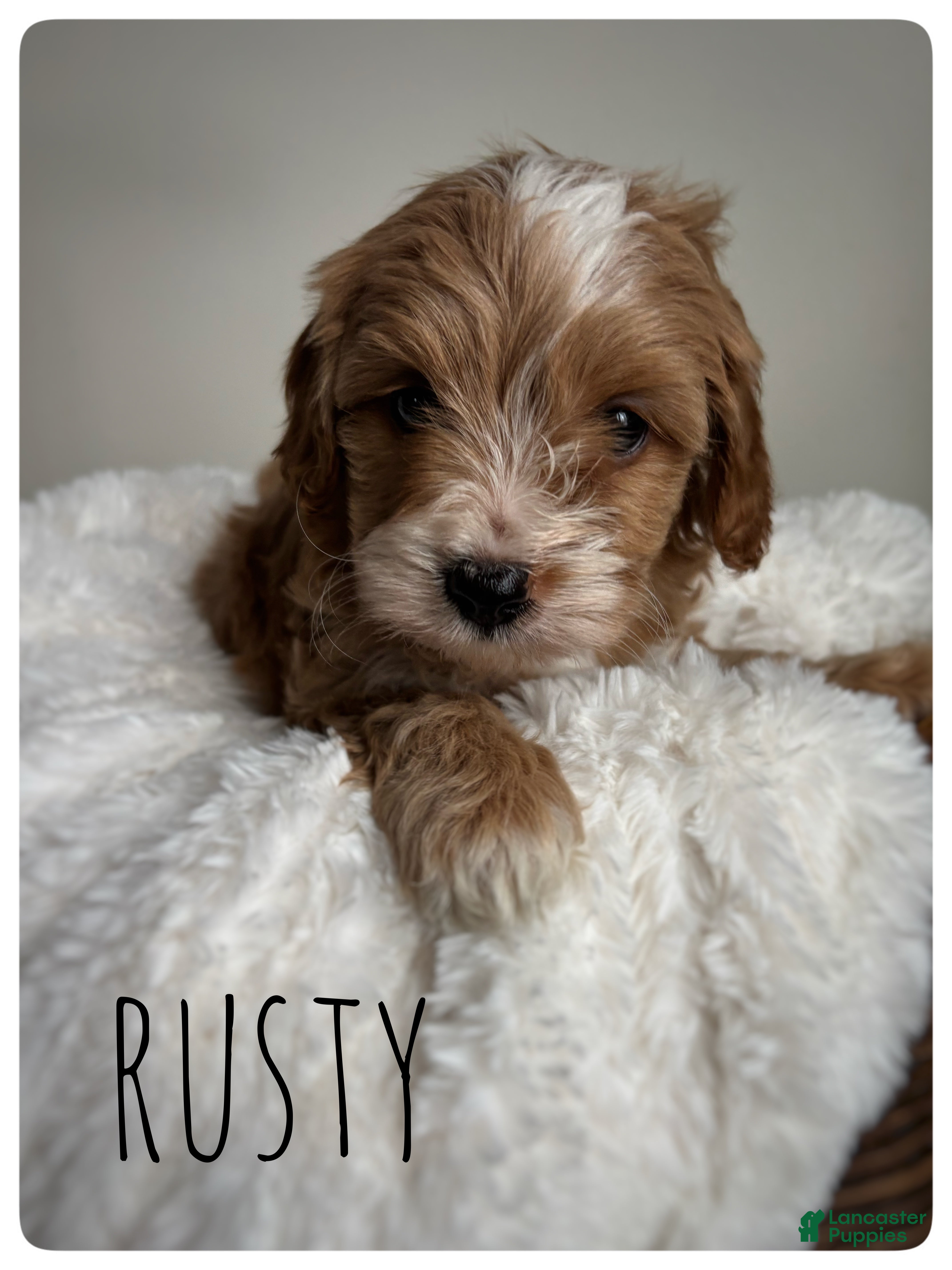 Cavapoo dogs Rusty - Ad 1