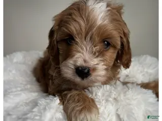 Cavapoo dogs for sale: Rusty - Ad 2