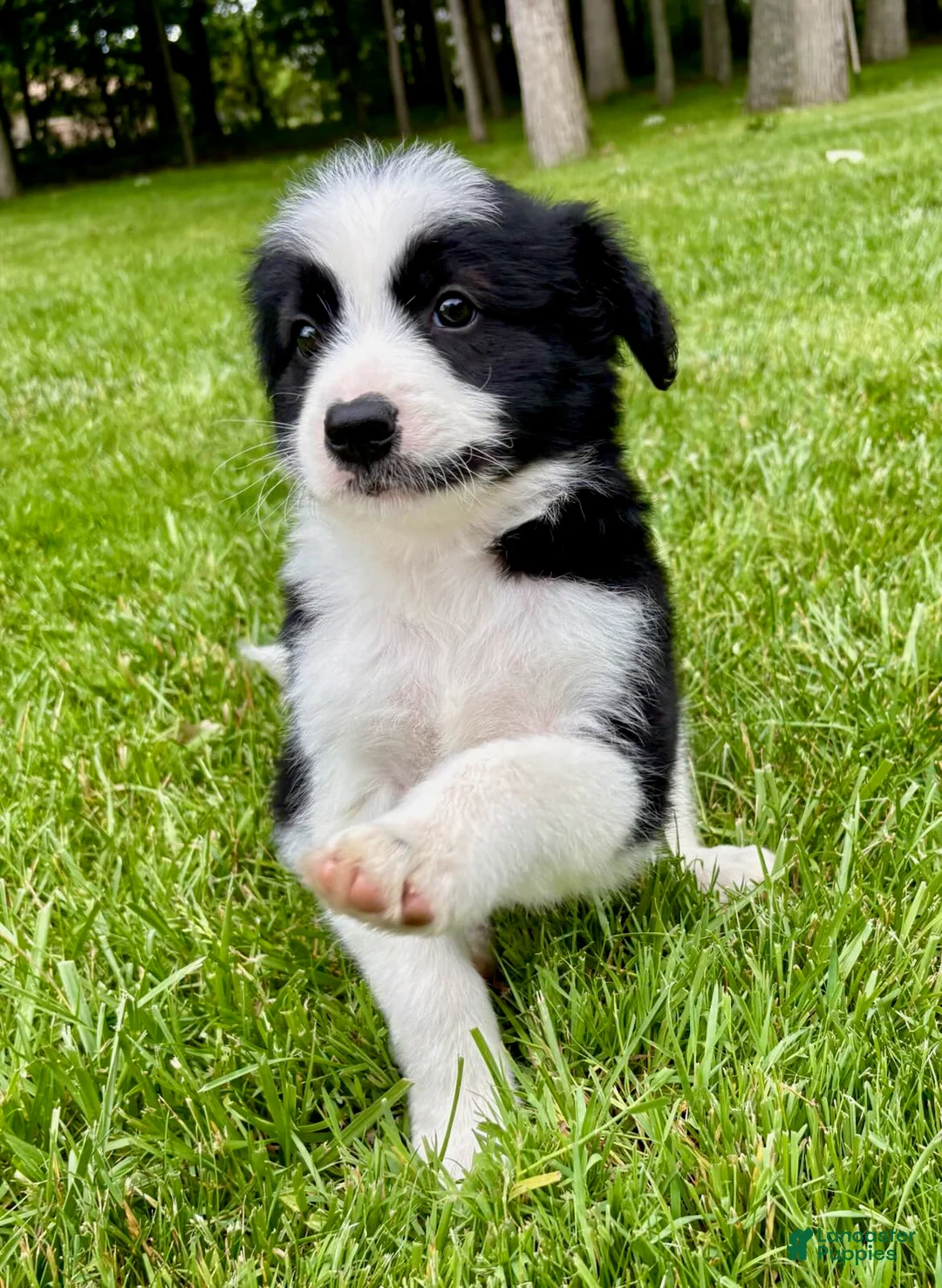 Bordoodle dogs for sale: Bordoodle 2 Harper - Ad 1
