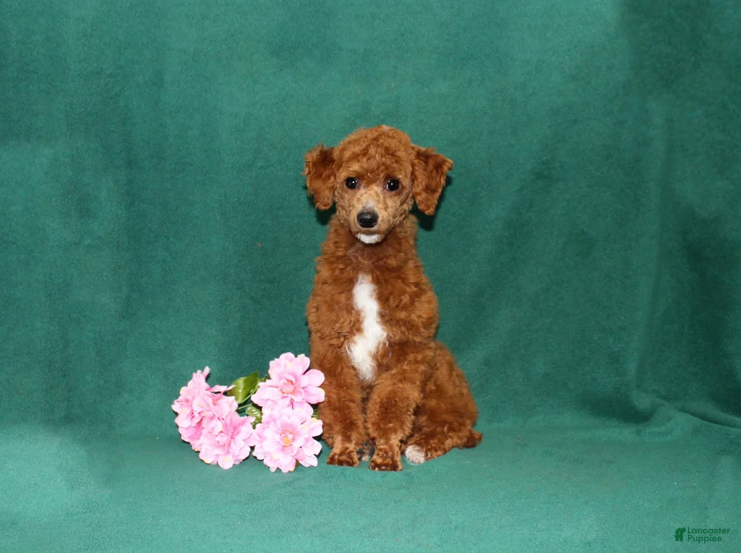 Bichpoo dogs for sale: Daisies TOY - Ad 6