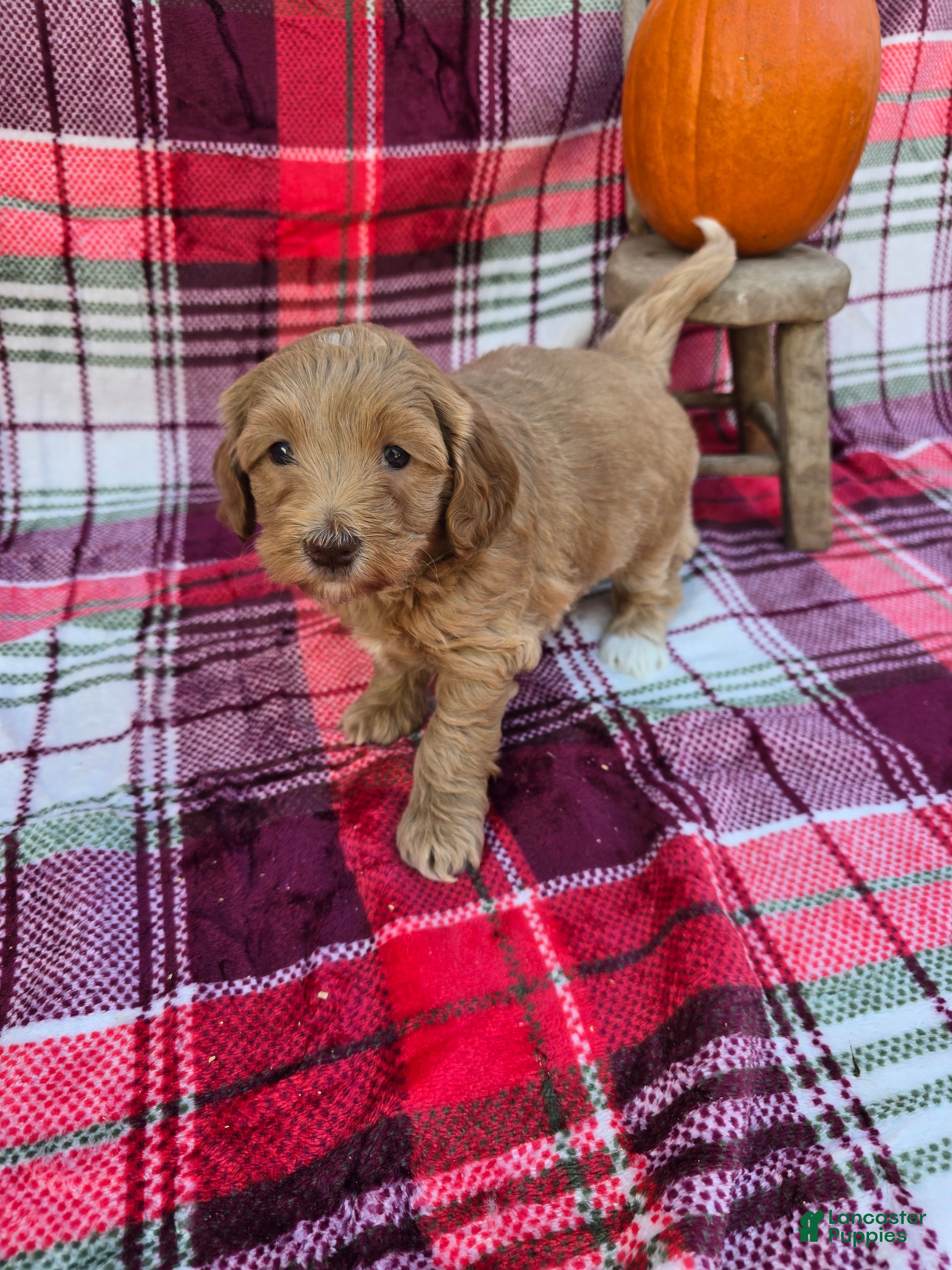 Mini Goldendoodle dogs Cider - Ad 17