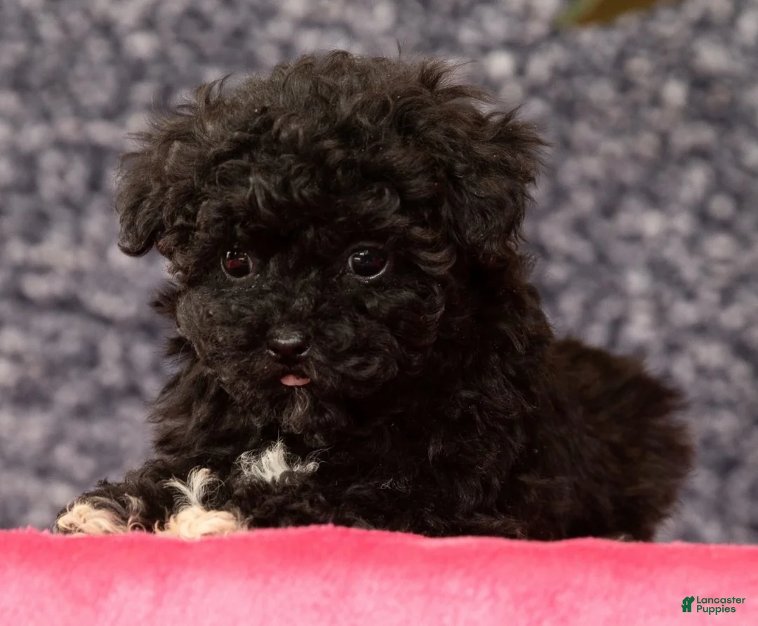 Havapoo dogs for sale: Gem - Ad 4