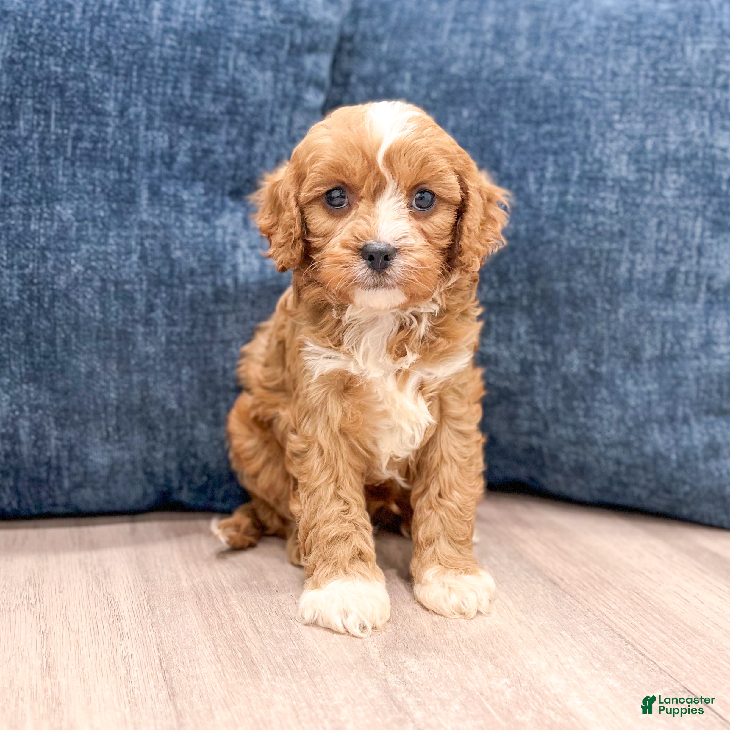 Cavapoo dogs Blake - Ad 2