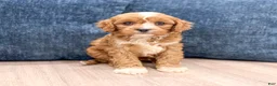 Cavapoo dogs for sale: Blake - Ad 2