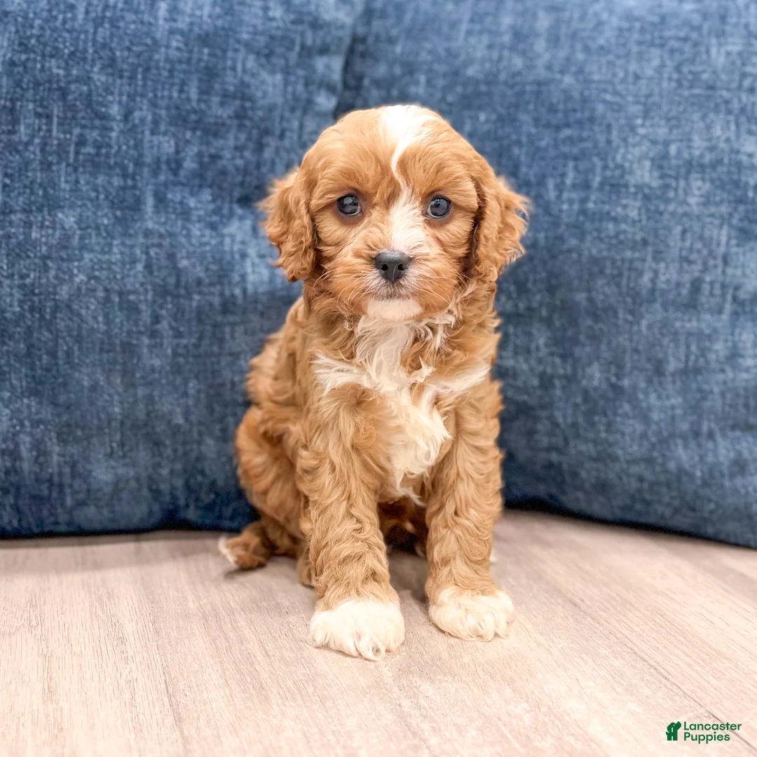 Cavapoo dogs for sale: Blake - Ad 2