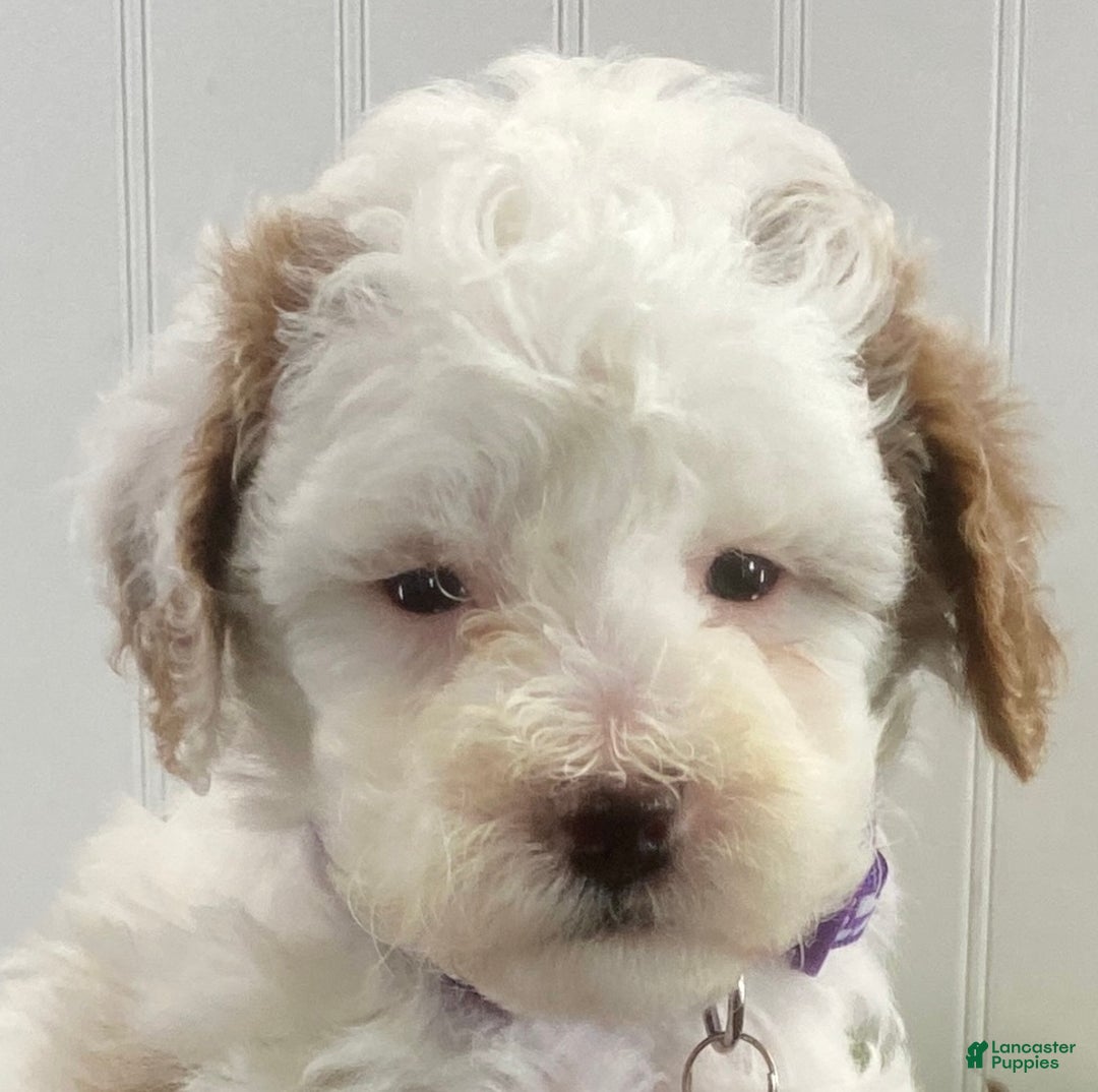 Toy Poodle dogs for sale: Boomer - Ad 3