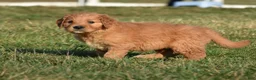 Golden Retriever dogs for sale: Rollie         Genetic/OFA - Ad 3